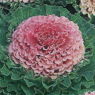 Капуста декоративная Осака розовая F1, 6 шт семян