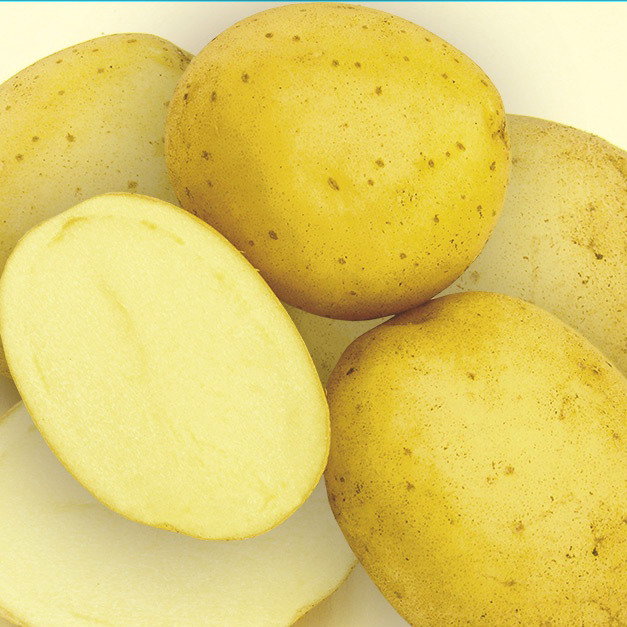 Ботанические семена картофеля Гибридная популяция КРЕПЫШ