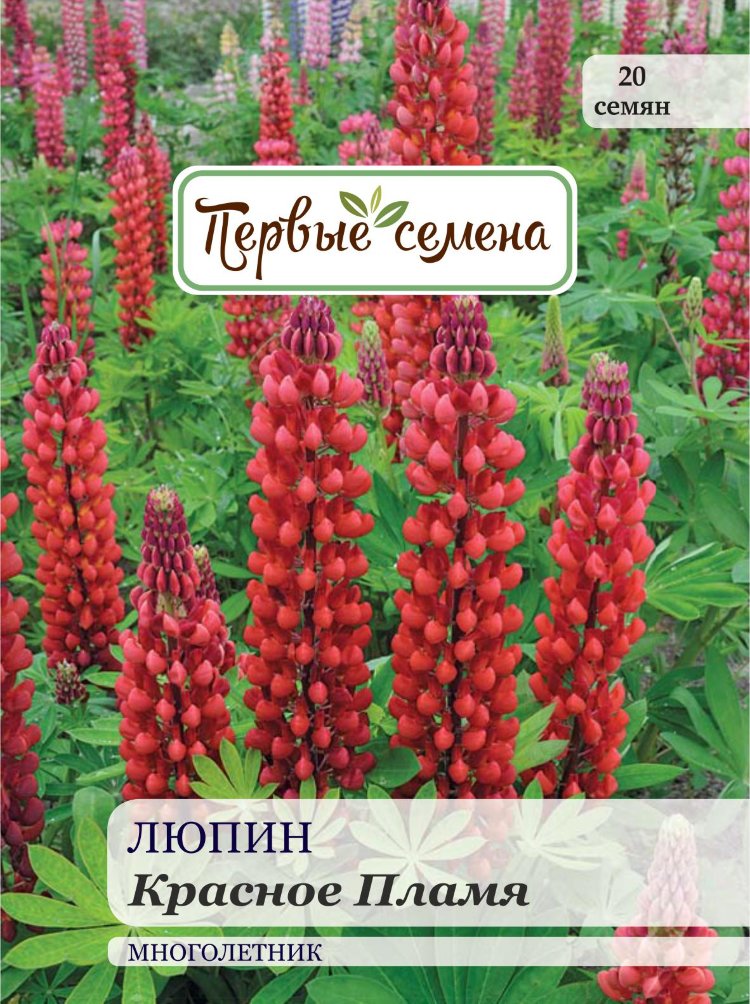 Купить Семена Люпина Красного