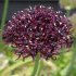 Аллиум Атропурпуреум (Allium atropurpureum), 5 шт (разбор 10/12)