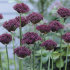 Аллиум Атропурпуреум (Allium atropurpureum), 5 шт (разбор 10/12)
