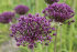 Аллиум Атропурпуреум (Allium atropurpureum), 5 шт (разбор 10/12)