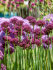 Аллиум Атропурпуреум (Allium atropurpureum), 5 шт (разбор 10/12)