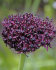 Аллиум Атропурпуреум (Allium atropurpureum), 5 шт (разбор 10/12)