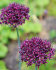 Аллиум Атропурпуреум (Allium atropurpureum), 5 шт (разбор 10/12)