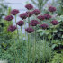 Аллиум Атропурпуреум (Allium atropurpureum), 5 шт (разбор 10/12)