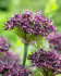 Аллиум Атропурпуреум (Allium atropurpureum), 5 шт (разбор 10/12)