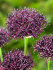 Аллиум Атропурпуреум (Allium atropurpureum), 5 шт (разбор 10/12)