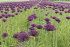 Аллиум Атропурпуреум (Allium atropurpureum), 5 шт (разбор 10/12)