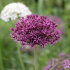 Аллиум Атропурпуреум (Allium atropurpureum), 5 шт (разбор 10/12)