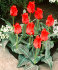Тюльпан Рэд Райдинг Худ (Tulipa Red Riding Hood =  Roodkapje), 10 шт (разбор 11/12)