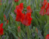 Тюльпан Рэд Райдинг Худ (Tulipa Red Riding Hood =  Roodkapje), 10 шт (разбор 11/12)