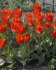 Тюльпан Рэд Райдинг Худ (Tulipa Red Riding Hood =  Roodkapje), 10 шт (разбор 11/12)