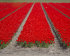Тюльпан Рэд Райдинг Худ (Tulipa Red Riding Hood =  Roodkapje), 10 шт (разбор 11/12)