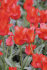 Тюльпан Рэд Райдинг Худ (Tulipa Red Riding Hood =  Roodkapje), 10 шт (разбор 11/12)