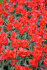 Тюльпан Рэд Райдинг Худ (Tulipa Red Riding Hood =  Roodkapje), 10 шт (разбор 11/12)