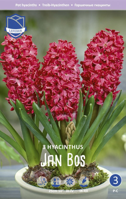 Гиацинт Ян Бос (Hyacinthus Jan Bos), 3 шт (горшечный, разбор 18/19!)