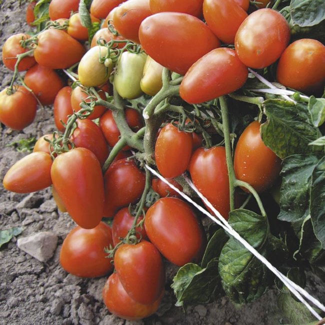 tomat novichok.jpg