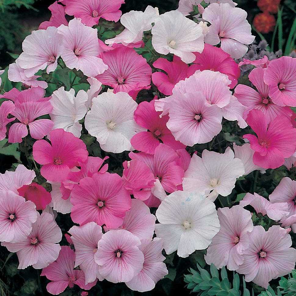Лаватера садовая роза фото цветов на клумбе