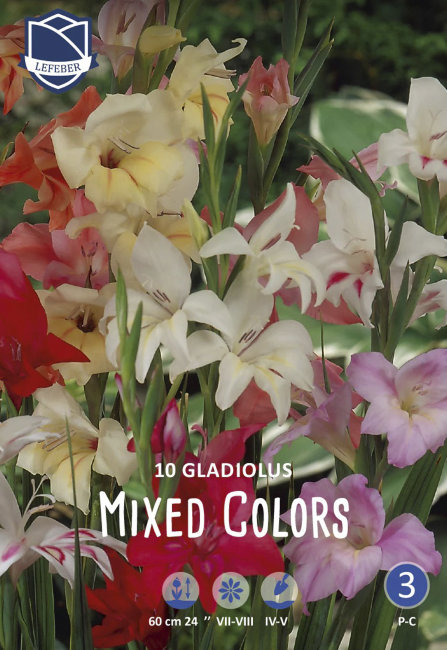 Гладиолус миниатюрный (Dwarf-Gladioli Mixed Colors), 10 шт смесь