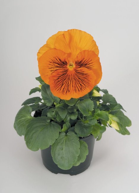 Виола крупноцветковая Кетс Оранж (100 шт)