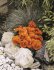 Виола крупноцветковая Кетс Оранж (100 шт)