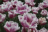 Тюльпан Супер Сиеста (Tulipa Super Siesta), 10 шт (разбор 12/14)