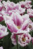 Тюльпан Супер Сиеста (Tulipa Super Siesta), 10 шт (разбор 12/14)