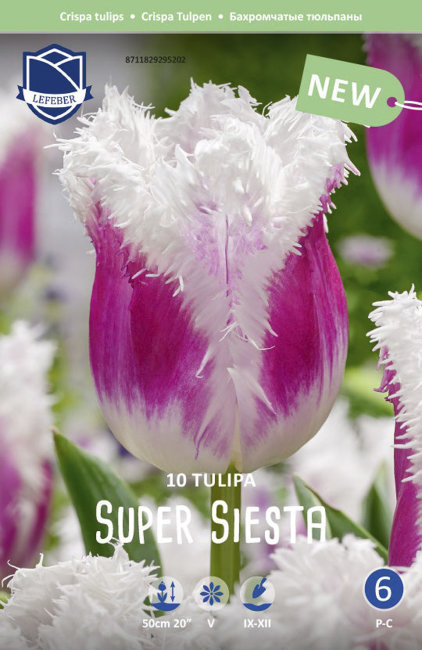 Тюльпан Супер Сиеста (Tulipa Super Siesta), 10 шт (разбор 12/14)