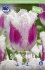 Тюльпан Супер Сиеста (Tulipa Super Siesta), 10 шт (разбор 12/14)