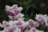 Тюльпан Супер Сиеста (Tulipa Super Siesta), 10 шт (разбор 12/14)