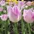 Тюльпан Супер Сиеста (Tulipa Super Siesta), 10 шт (разбор 12/14)