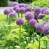 Аллиум Гладиатор (Allium Gladiator), 1 шт (разбор 20/22)