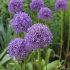 Аллиум Гладиатор (Allium Gladiator), 1 шт (разбор 20/22)