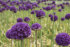 Аллиум Гладиатор (Allium Gladiator), 1 шт (разбор 20/22)