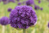 Аллиум Гладиатор (Allium Gladiator), 1 шт (разбор 20/22)