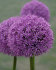 Аллиум Гладиатор (Allium Gladiator), 1 шт (разбор 20/22)