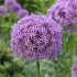 Аллиум Гладиатор (Allium Gladiator), 1 шт (разбор 20/22)