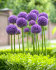Аллиум Гладиатор (Allium Gladiator), 1 шт (разбор 20/22)