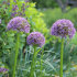 Аллиум Гладиатор (Allium Gladiator), 1 шт (разбор 20/22)