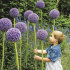 Аллиум Гладиатор (Allium Gladiator), 1 шт (разбор 20/22)