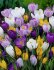 Крокус ботанический смесь (Crocus species Mixed), 25 шт (разбор 5/7)