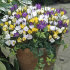 Крокус ботанический смесь (Crocus species Mixed), 25 шт (разбор 5/7)