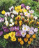Крокус ботанический смесь (Crocus species Mixed), 25 шт (разбор 5/7)