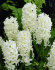 Гиацинт Карнеги (Hyacinthus Carnegie), 5 шт (разбор 16/17)