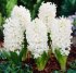 Гиацинт Карнеги (Hyacinthus Carnegie), 5 шт (разбор 16/17)