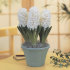 Гиацинт Карнеги (Hyacinthus Carnegie), 5 шт (разбор 16/17)