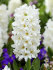 Гиацинт Карнеги (Hyacinthus Carnegie), 5 шт (разбор 16/17)
