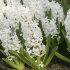 Гиацинт Карнеги (Hyacinthus Carnegie), 5 шт (разбор 16/17)