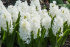 Гиацинт Карнеги (Hyacinthus Carnegie), 5 шт (разбор 16/17)